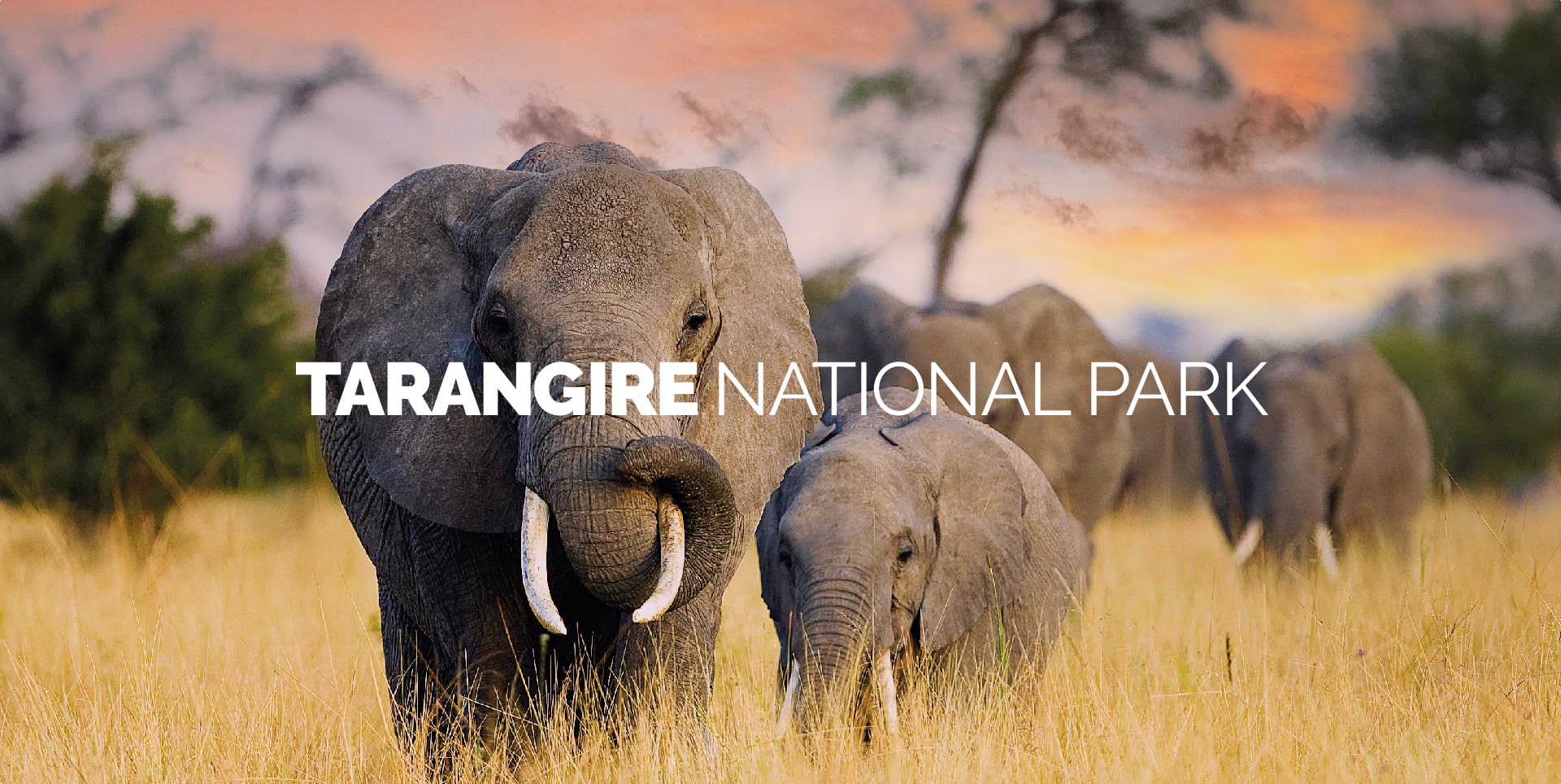 Famiglia di elefanti che cammina nel Parco Nazionale del Tarangire