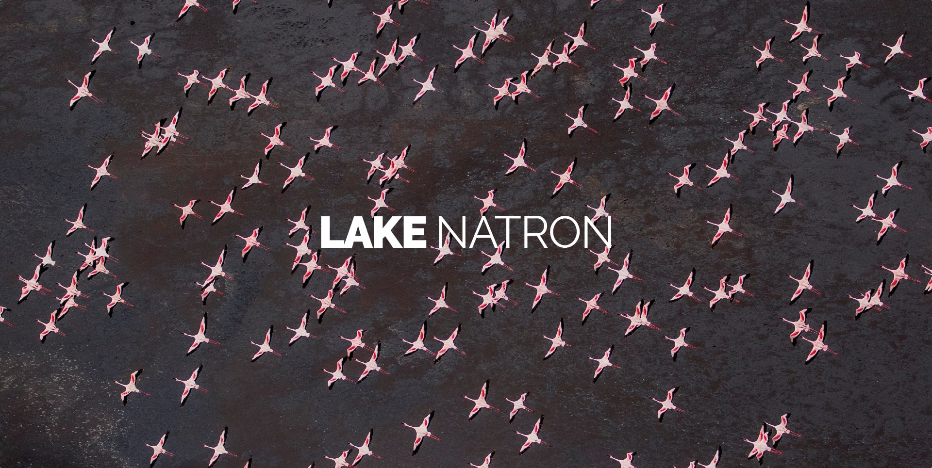 Stormo di fenicotteri rosa in volo sul Lago Natron