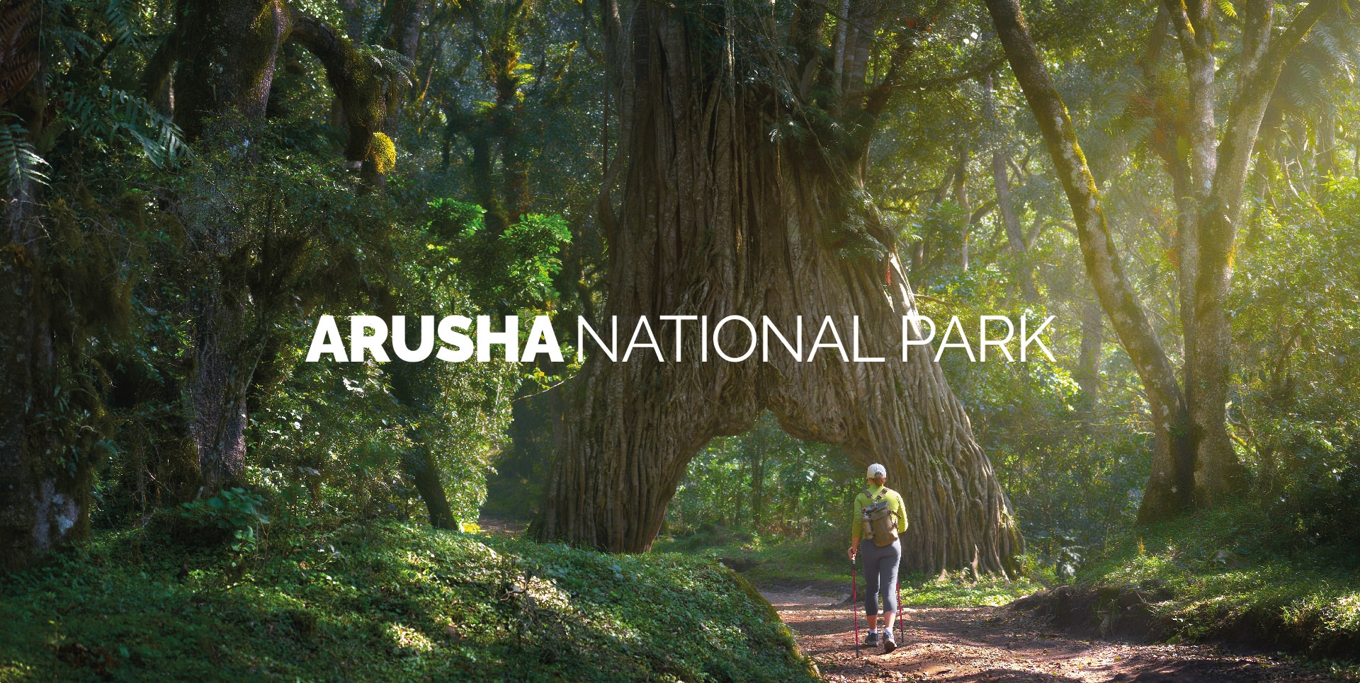 Safari a piedi tra i grandi alberi di fico nel Parco Nazionale di Arusha