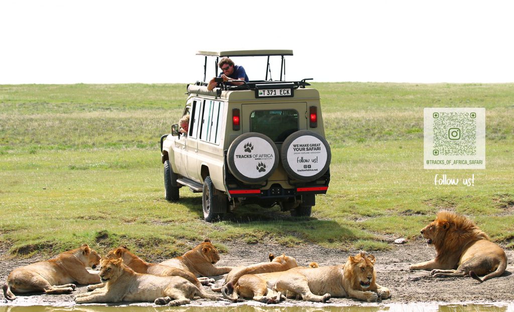 Jeep in azione durante i migliori safari in Tanzania con Tracks of Africa
