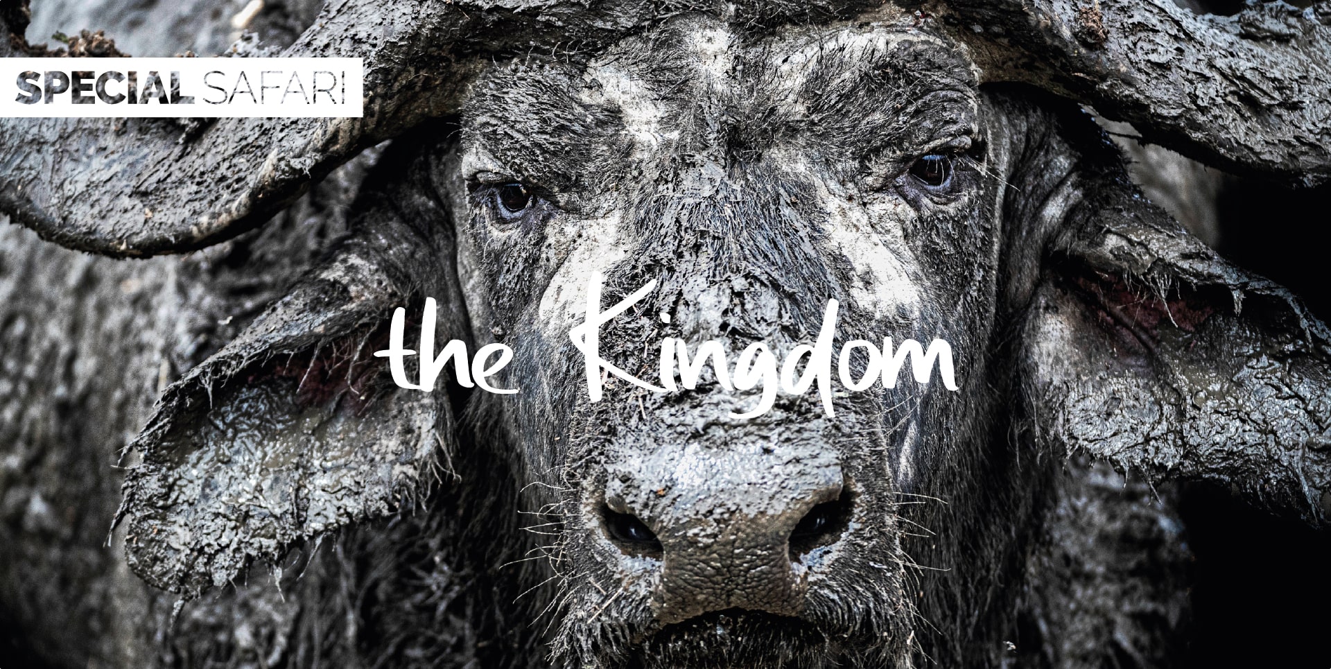 Safari Tanzania Tour The Kingdom bufalo coperto di fango per proteggersi dagli insetti