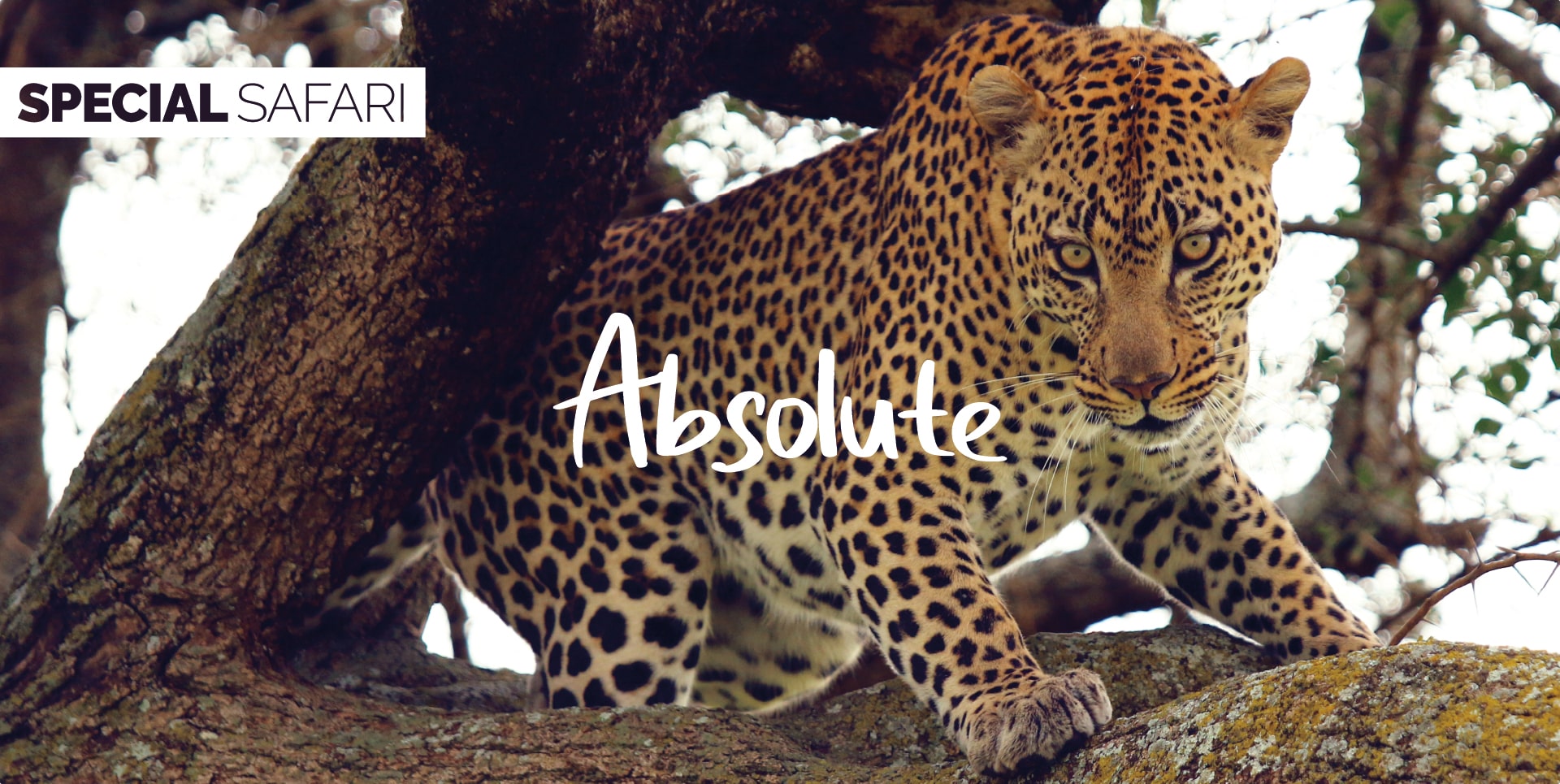 Safari Tanzania Tour Absolute leopardo maschio su un albero osserva la savana nel Serengeti