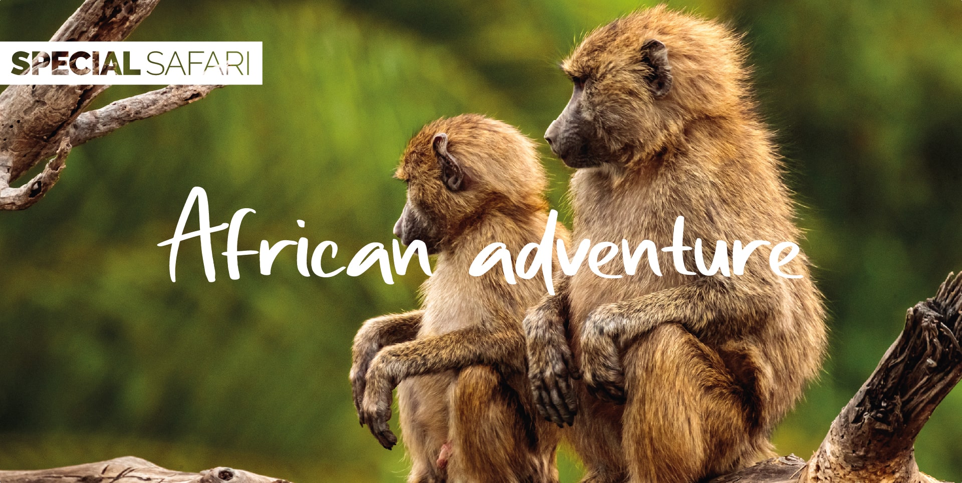 Safari Tanzania Tour African Adventure famiglia di babbuini nel Parco del Lago Manyara