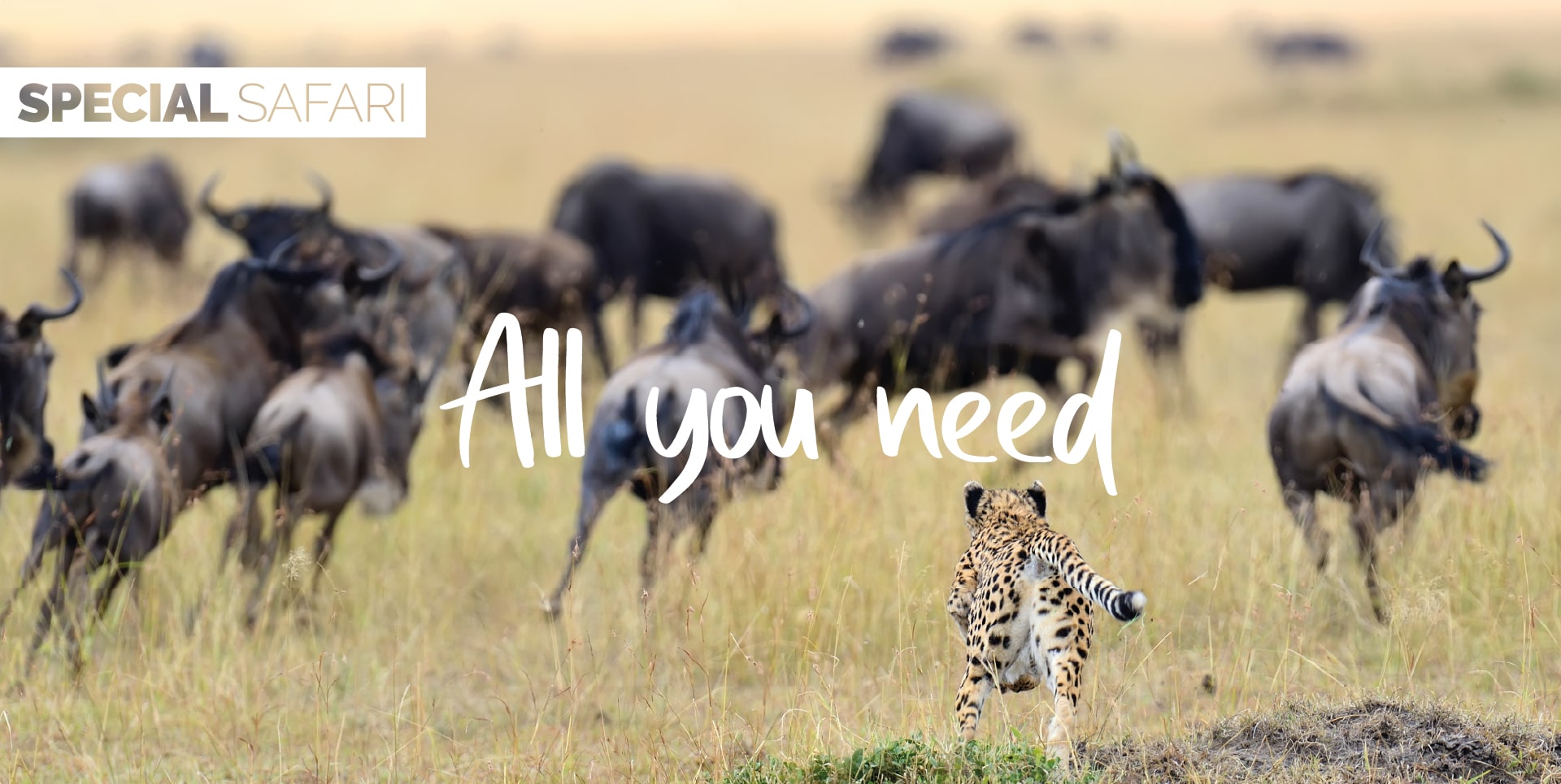 Safari Tanzania Tour All You Need ghepardo durante la caccia nella valle di Seronera