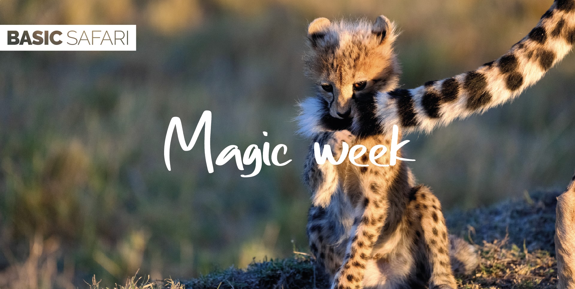 Safari Tanzania Tour Magic Week cucciolo di ghepardo che gioca con la mamma