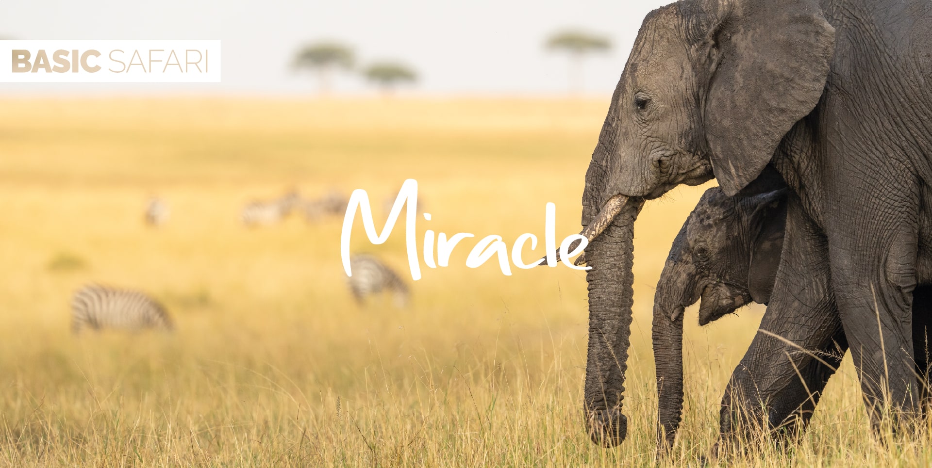 Safari Tanzania Tour Miracle cucciolo di elefante con la mamma