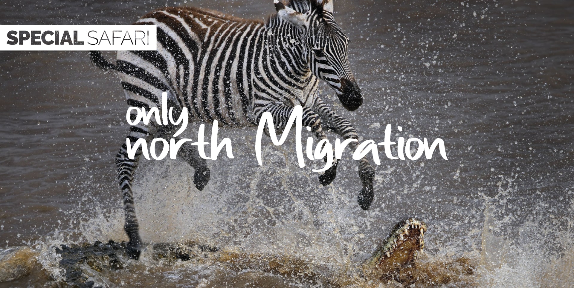 Safari Tanzania Tour Only North Migration zebra in fuga da un coccodrillo sul fiume Mara
