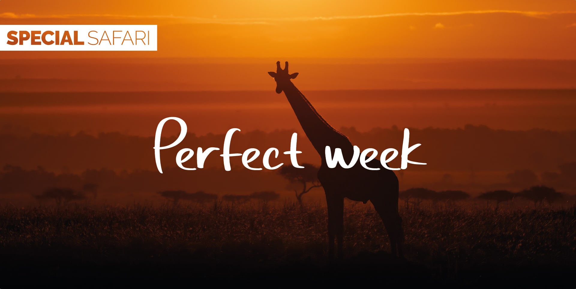 Safari Tanzania Tour Perfect Week giraffa solitaria al tramonto nel Parco del Serengeti