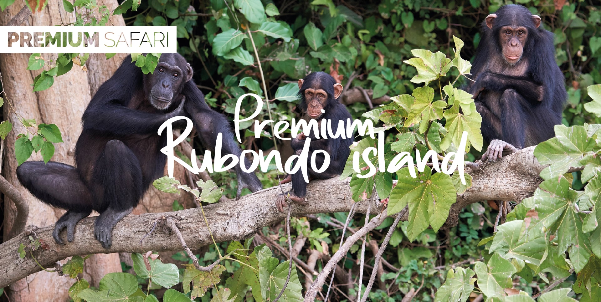 Safari Tanzania Tour Premium Rubondo Island scimpanzè nella foresta pluviale