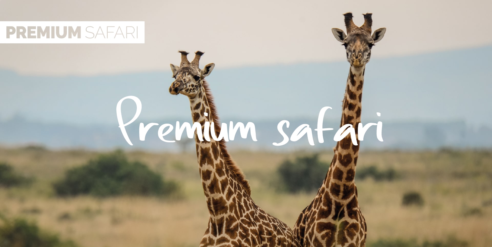 Safari Tanzania Tour Premium Safari due giraffe nel Parco di Nazionale di Arusha