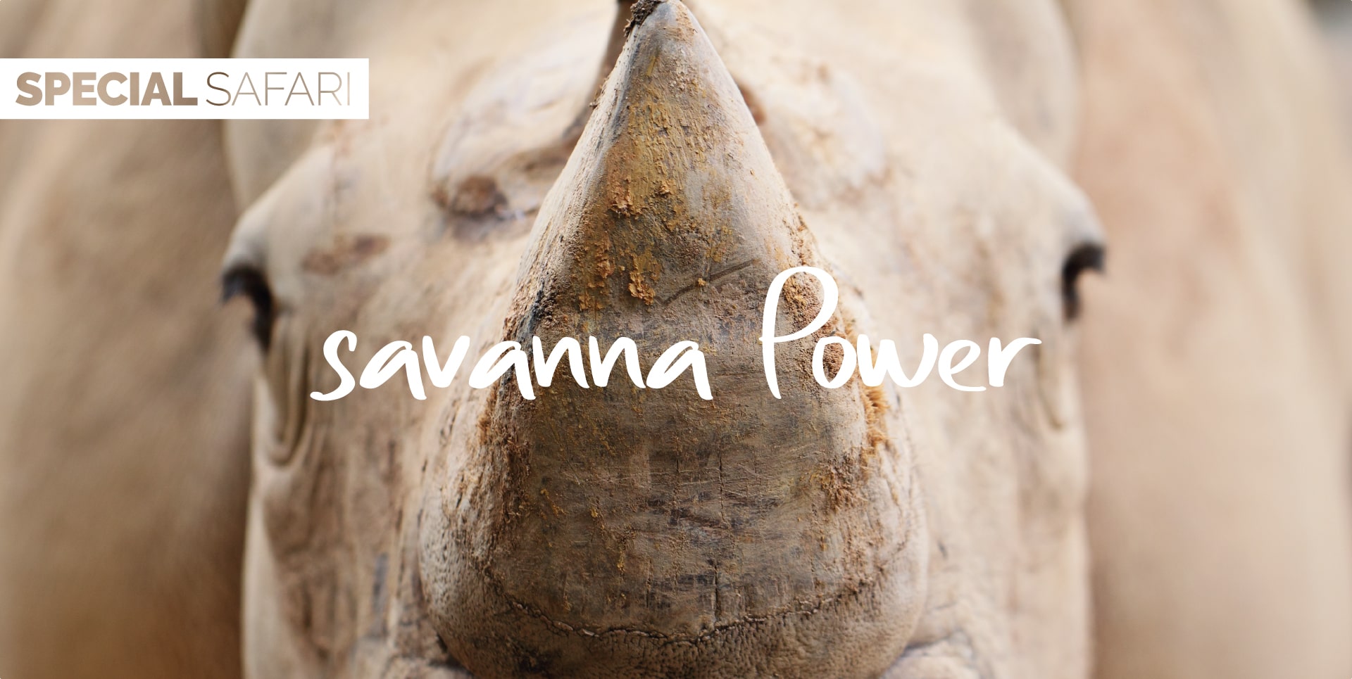 Safari Tanzania Tour Savanna Power rinoceronte nero nel Cratere di Ngorongoro