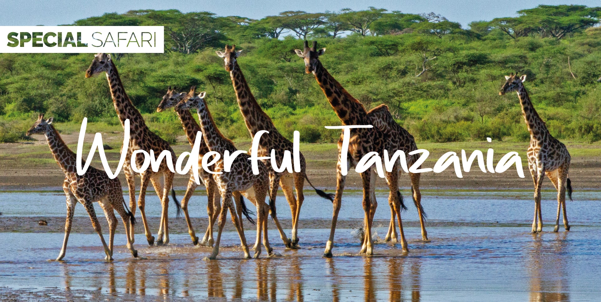 Safari Tanzania Tour Wonderful Tanzania famiglia di giraffe nel lago di Ndutu