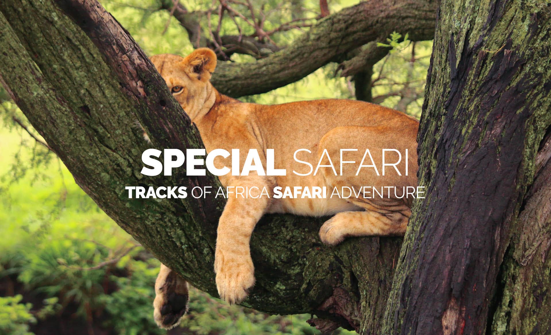 I migliori Safari in Tanzania con Tracks of Africa