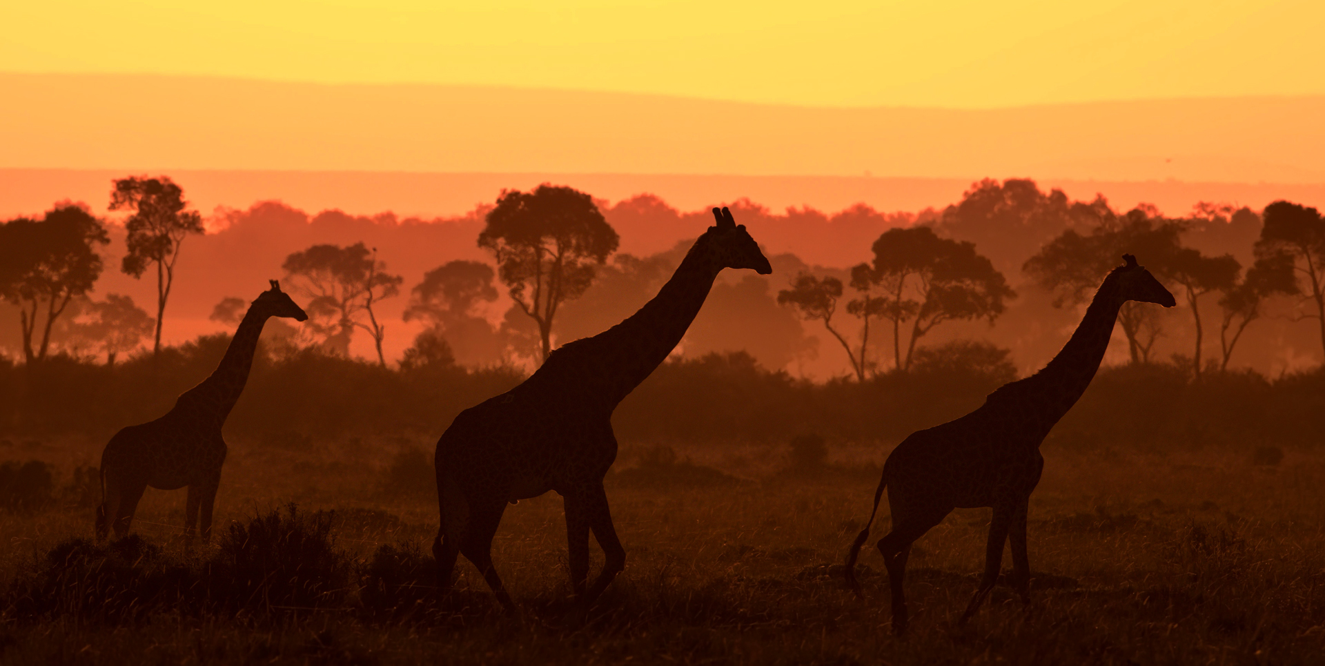 Familia de jirafas al atardecer en un parque nacional de Tanzania