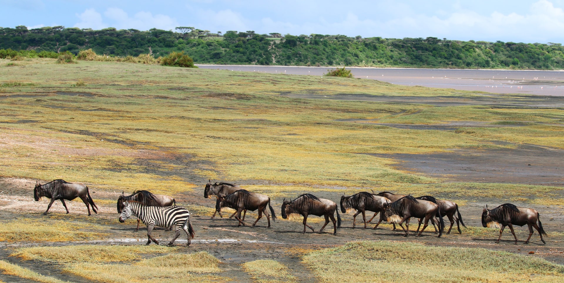 Grande Migrazione in Tanzania gnu e zebre durante la stagione verde nelle pianure di erbe basse tra Ndutu e Serengeti