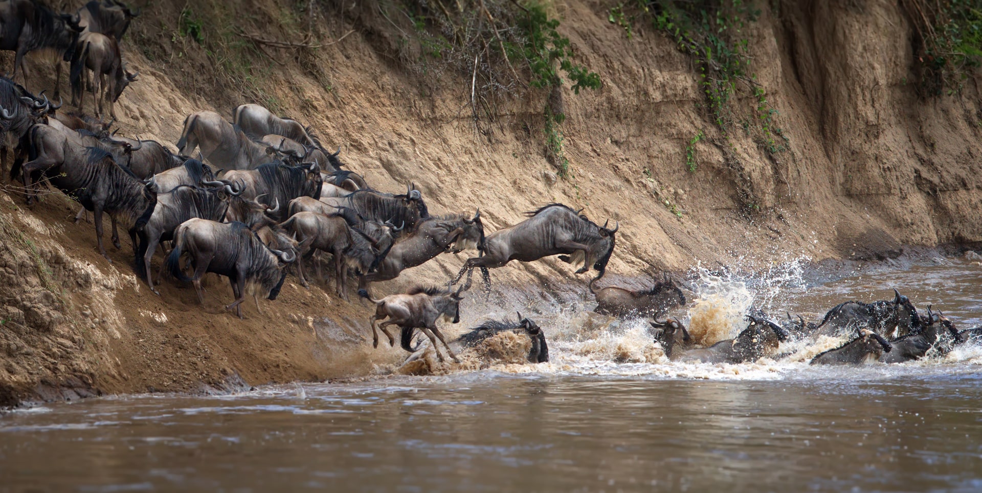 Quando andare in Tanzania per un safari -Attraversamento degli gnu del fiume Mara nel Nord del Serengeti