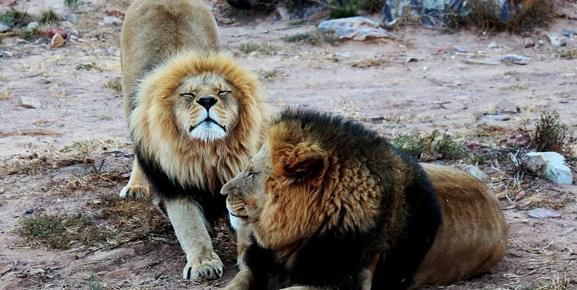 Dove vedere i Big 5 in Tanzania - Incontro durante un safari con due grandi leoni maschi nel Serengeti Centrale