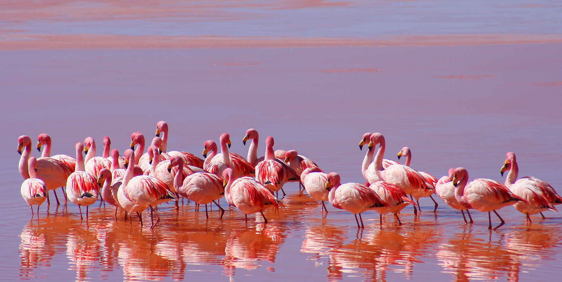 Fenicotteri rosa al Lago Natron durante la stagione secca tra luglio e agosto