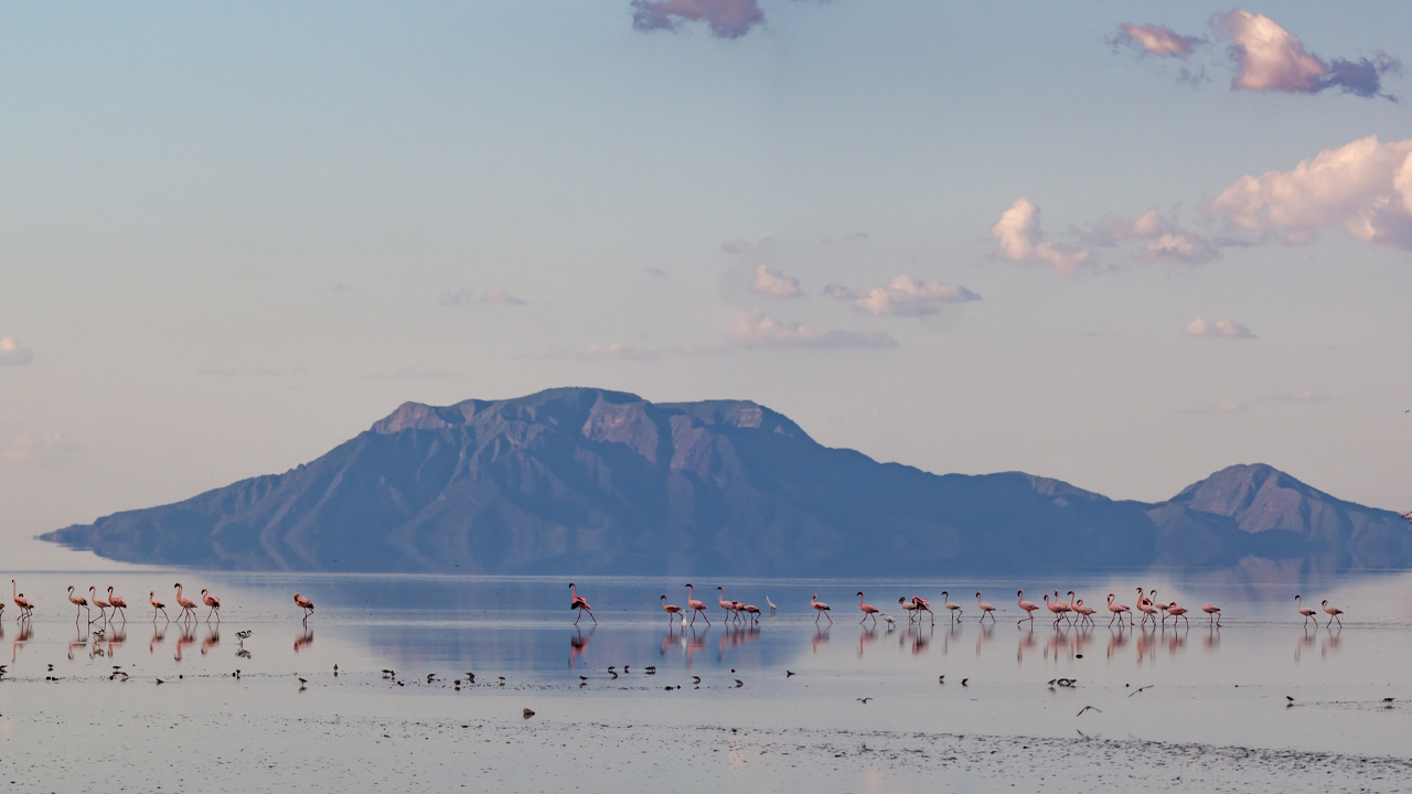 Panorama del Lago Natron e del vulcano Ol Doinyo Lengai nel periodo di nidificazione dei fenicotteri rosa