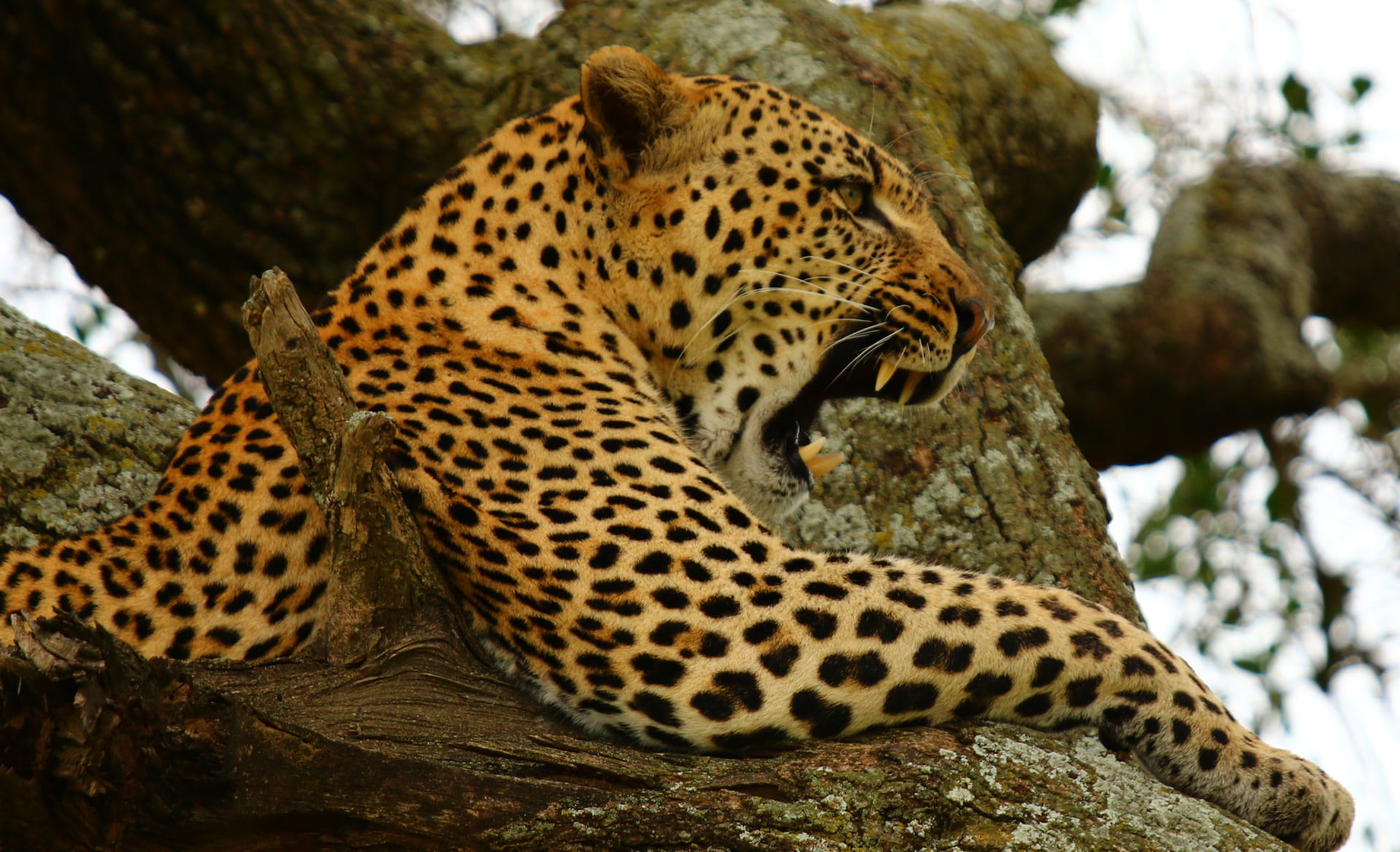 Leopardo su un albero durante safari in Tanzania
