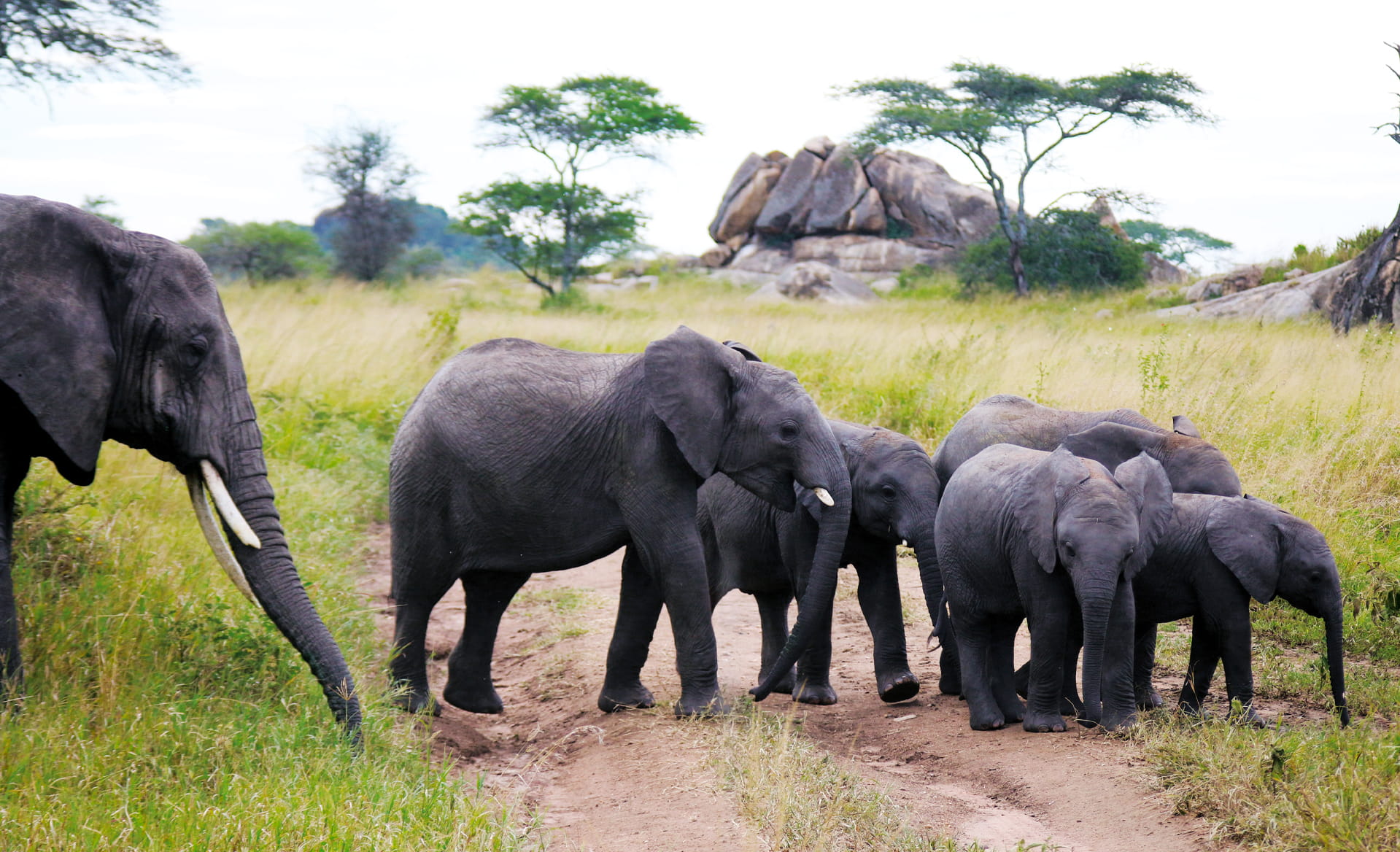 Elefanti in cammino nella savana durante un safari in Tanzania
