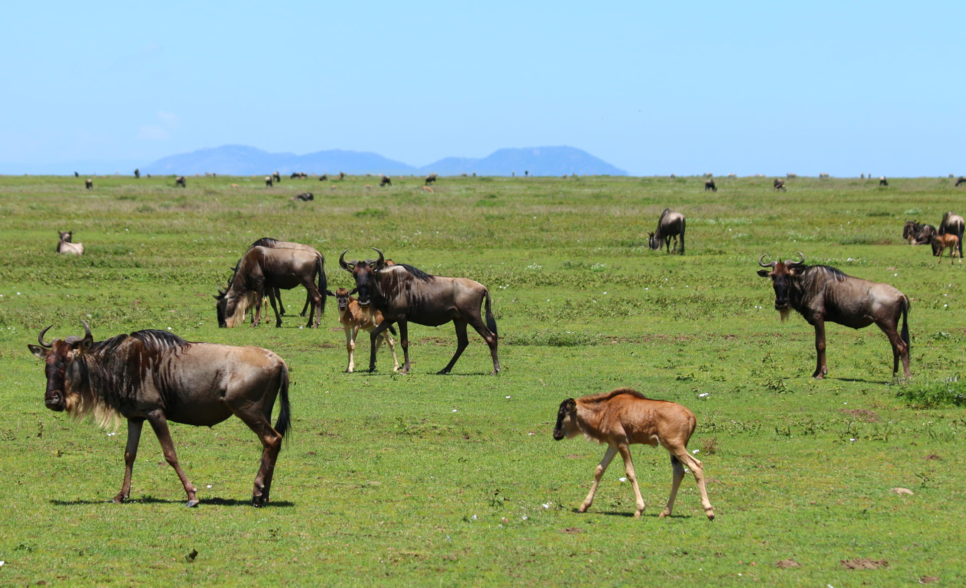 Gnu nella savana durante un safari in Tanzania