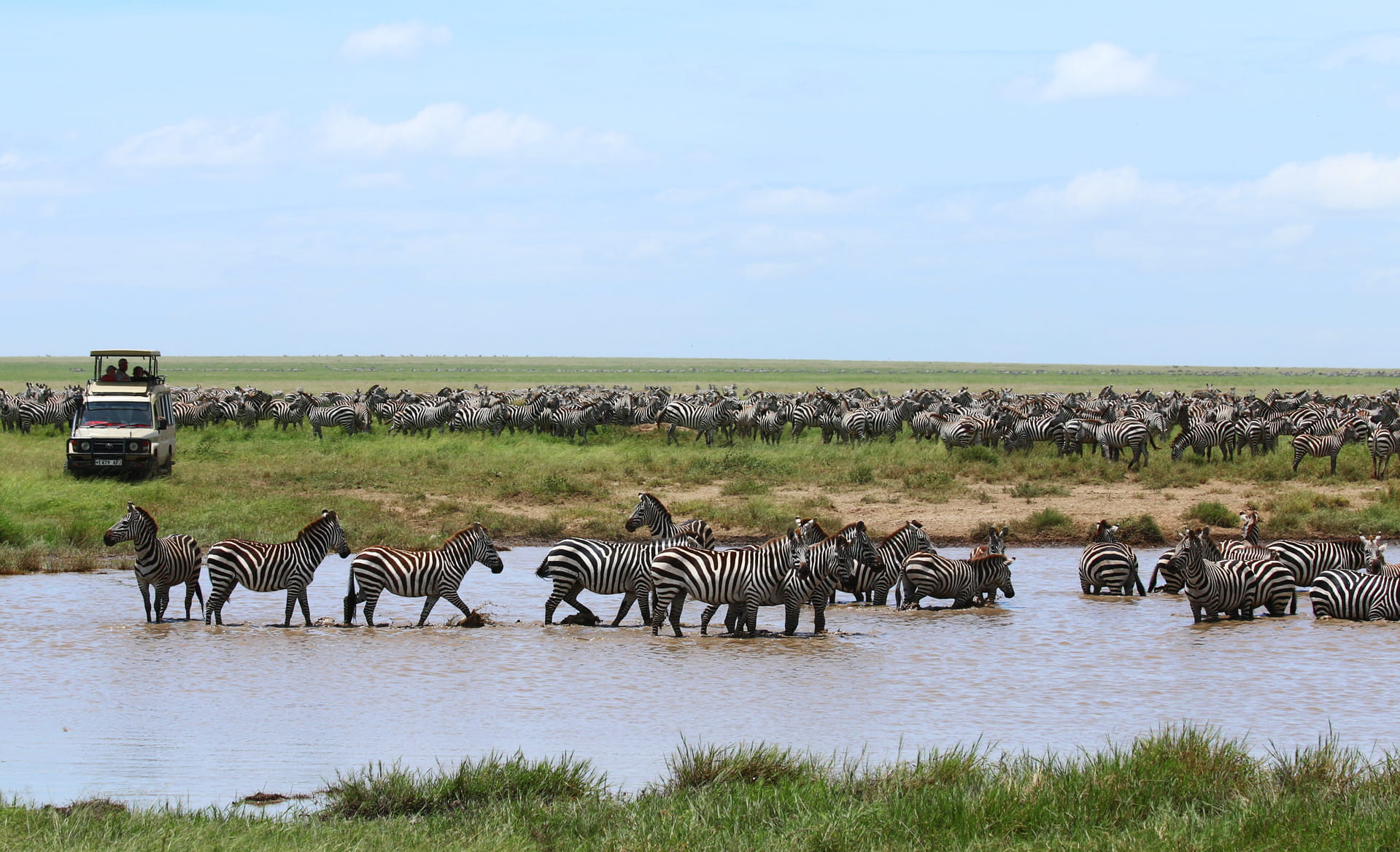 Zebre durante un safari in Tanzania nel Serengeti