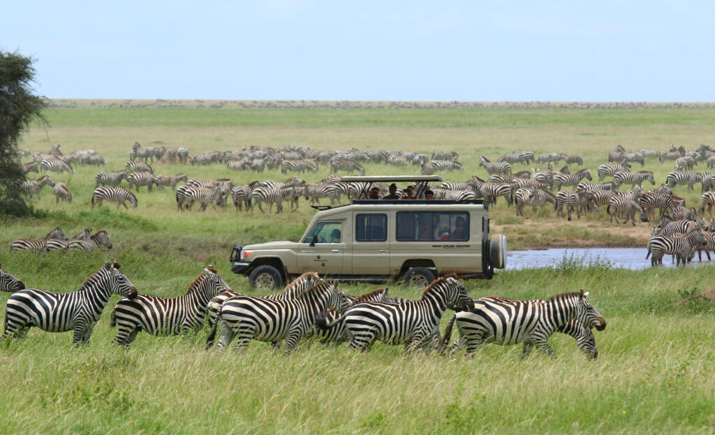 Tour operator per Safari in Tanzania - Guida con clienti di Tracks of Africa Safari Adventure nel Serengeti