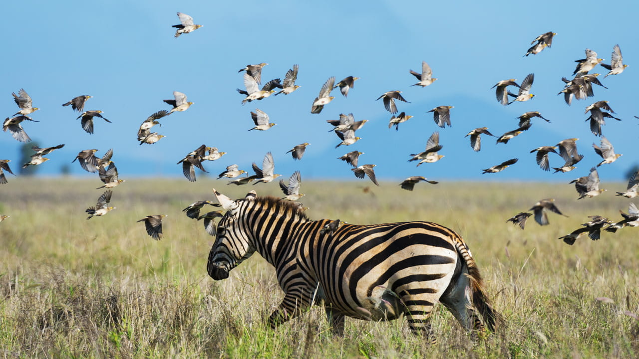 Birdwatching in Tanzania: osserva fenicotteri e rapaci nei parchi più belli
