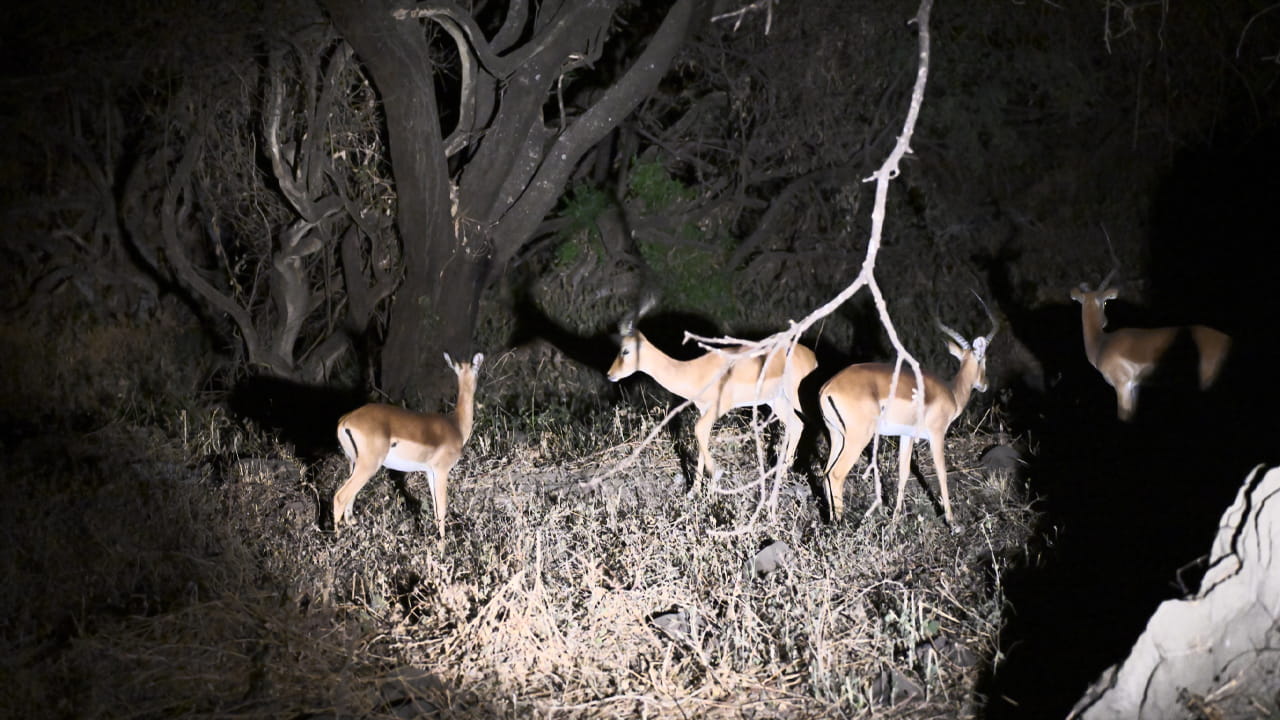 Night game drive con antílopes en Tarangire
