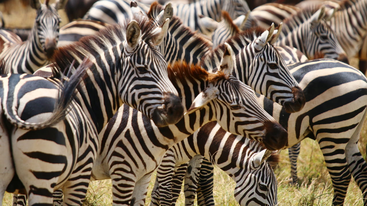 Grande Migrazione delle zebre nel Serengeti settentrionale ad agosto