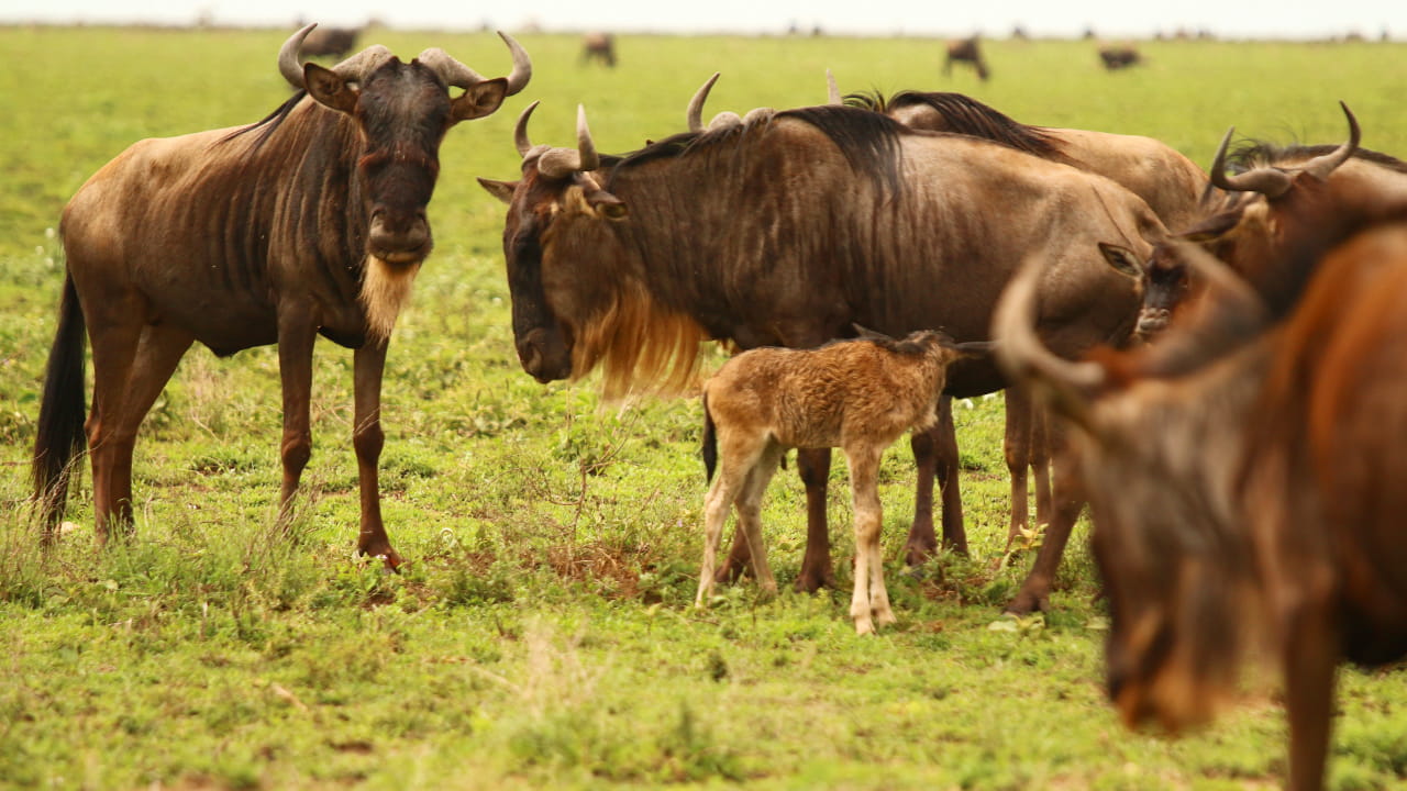 Tanzania safari in January and February: experiencing the calving season in Ndutu