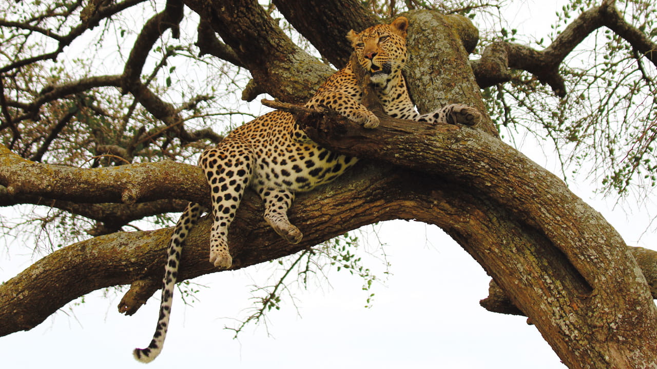 When to Book a Tanzania Safari? Why Planning Ahead Matters