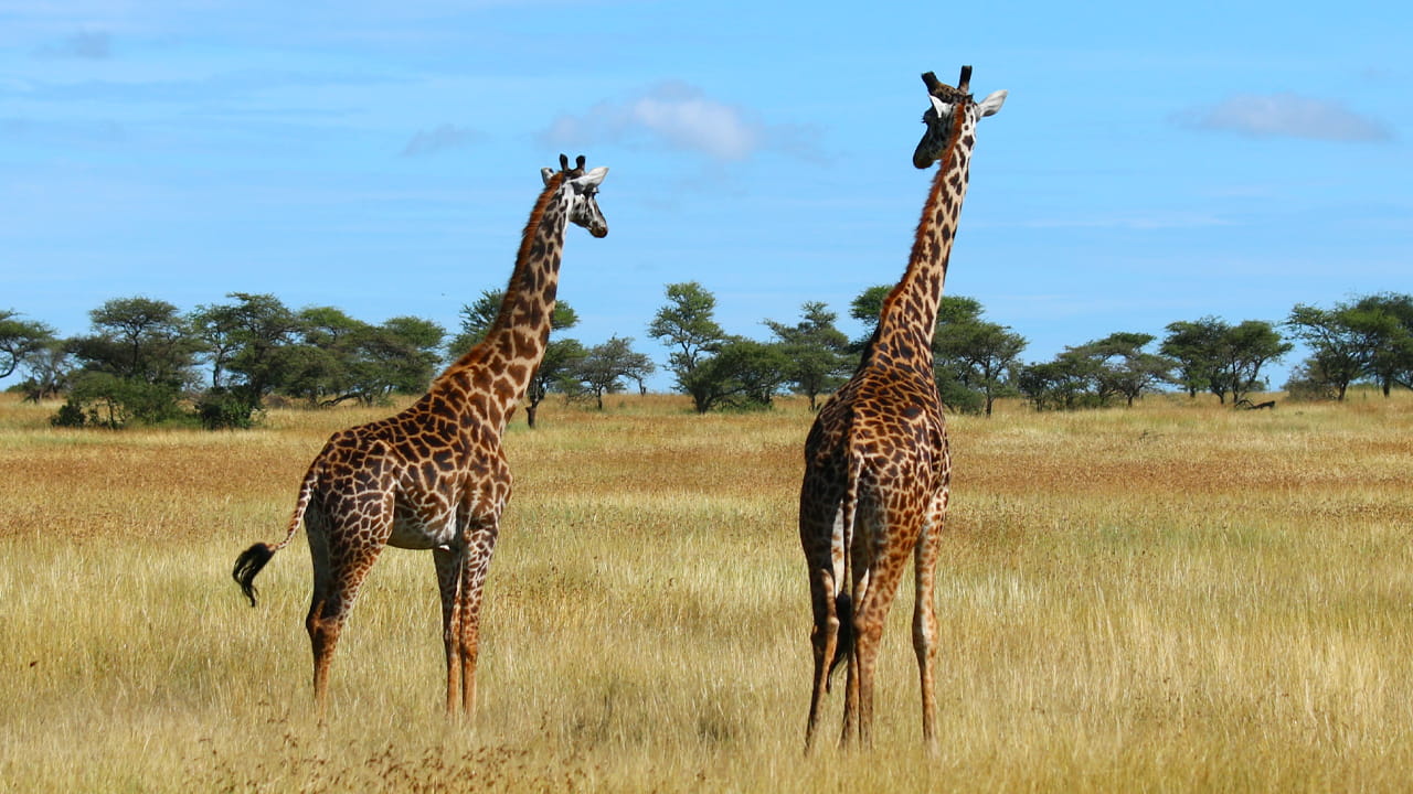 Private Safaris in Tanzania: Freedom and Flexibility Tailored to You