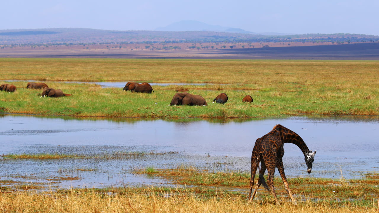 Difference between Serengeti, Ngorongoro and Tarangire: which one to choose and why